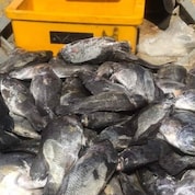 The community designed net-hoist winch tool (ie. at the bow of the boat) that Ai Brique Engineering will manufacture with Sarawakian vocational college students.